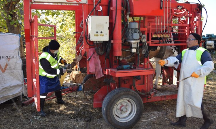 BÜYÜKBAŞ HAYVAN TIRNAK BAKIM HİZMETİ BAŞVURULARI ALO 153’TEN