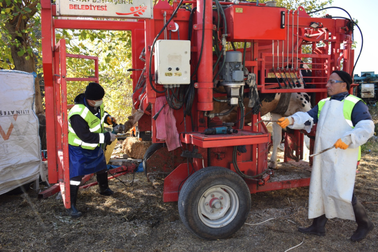 BÜYÜKBAŞ HAYVAN TIRNAK BAKIM HİZMETİ BAŞVURULARI ALO 153’TEN